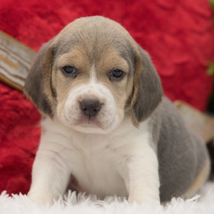 Beagle Puppy Chase