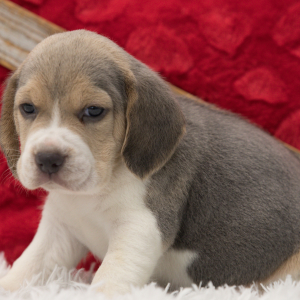 Beagle Puppy Chase