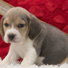 Beagle Puppy Chase