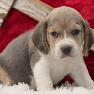 Beagle Puppy Chase