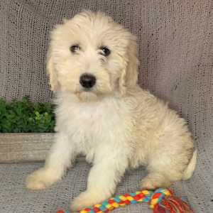 Double Doodle Puppy Marco
