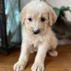 Labradoodle Puppy Iris