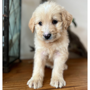 Labradoodle Puppy Iris