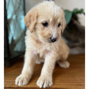 Labradoodle Puppy Iris