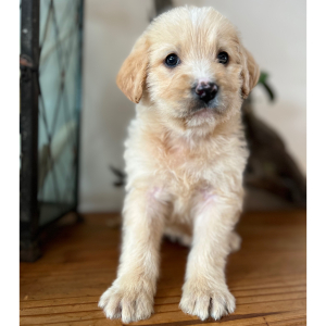 Labradoodle Puppy Iris