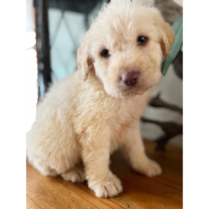 Labradoodle Puppy Sawyer