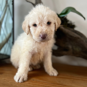 Labradoodle Puppy Sawyer