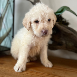 Labradoodle Puppy Sawyer