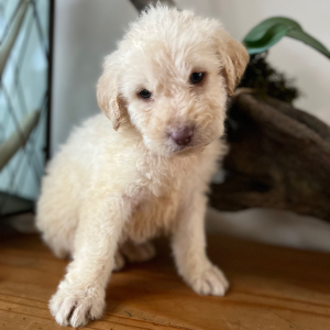 Labradoodle Puppy Sawyer