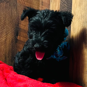 Scottish Terrier Puppy Greer