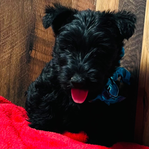 Scottish Terrier Puppy Greer