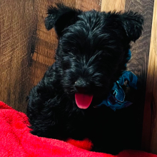 Scottish Terrier Puppy Greer