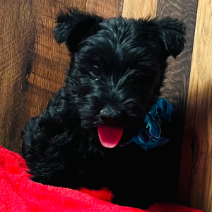 Scottish Terrier Puppy Greer