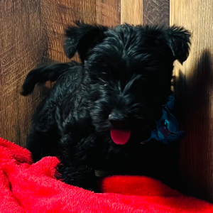 Scottish Terrier Puppy Greer