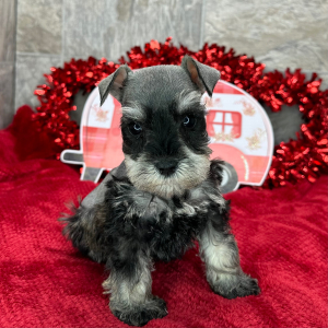 Miniature Schnauzer Puppy Pemberton