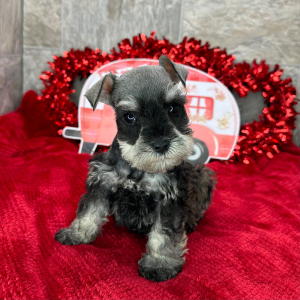 Miniature Schnauzer Puppy Pemberton