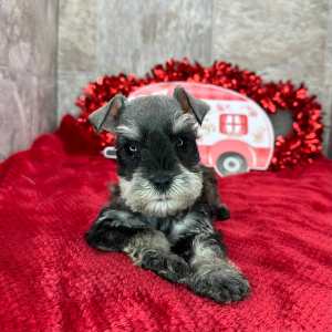 Miniature Schnauzer Puppy Pemberton