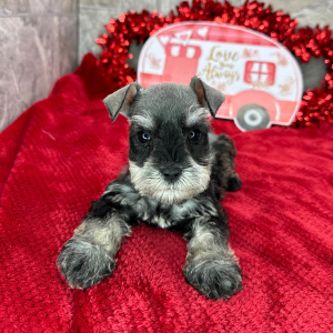 Miniature Schnauzer Puppy Pemberton