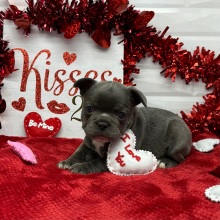 French Bulldog Puppy Lenora