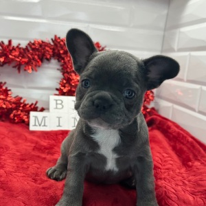 French Bulldog Puppy Lenora