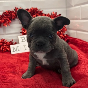 French Bulldog Puppy Lenora