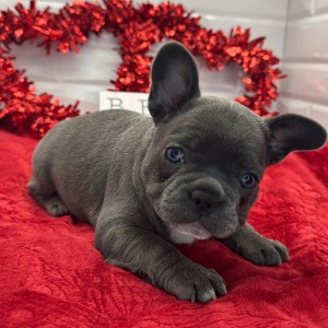 French Bulldog Puppy Lenora