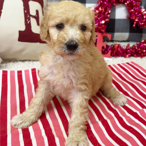 Goldendoodle Puppy Bree