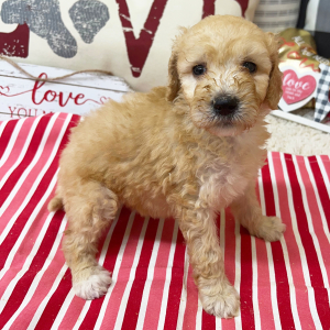 Goldendoodle Puppy Bree