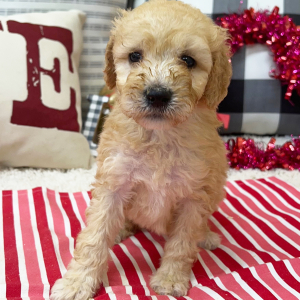 Goldendoodle Puppy Bree