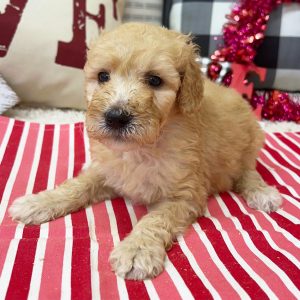 Goldendoodle Puppy Bree