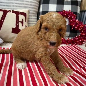 Goldendoodle Puppy Brooks