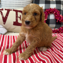 Goldendoodle Puppy Brooks