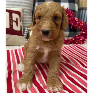 Goldendoodle Puppy Brooks