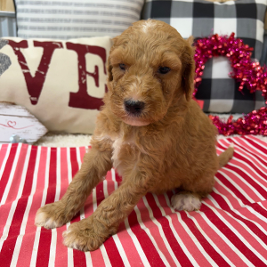 Goldendoodle Puppy Brooks