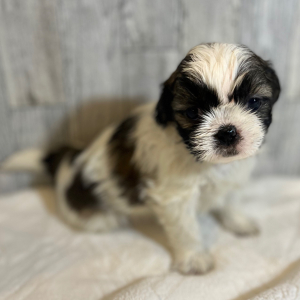 Shih Tzu Puppy Lady