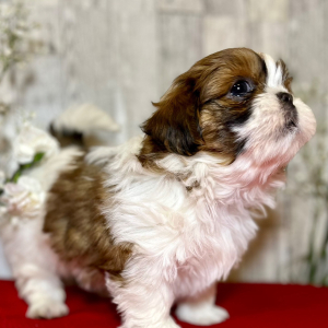 Shih Tzu Puppy Lady