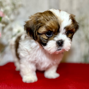 Shih Tzu Puppy Lady