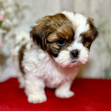 Shih Tzu Puppy Lady