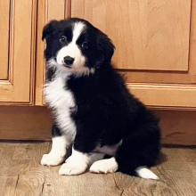 Border Collie Puppy Beulah