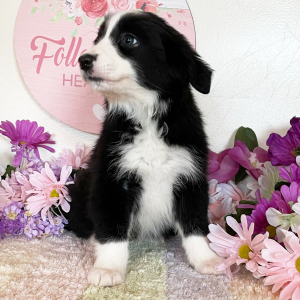 Border Collie Puppy Beulah