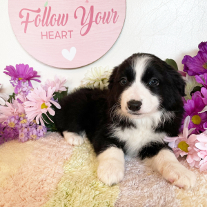 Border Collie Puppy Beulah