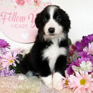 Border Collie Puppy Beulah