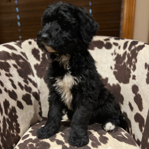 Pyredoodle Puppy Cat