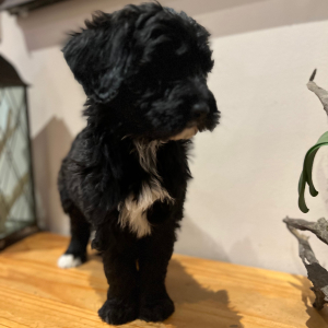 Pyredoodle Puppy Cat