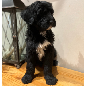 Pyredoodle Puppy Cat