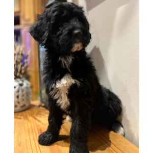 Pyredoodle Puppy Cat