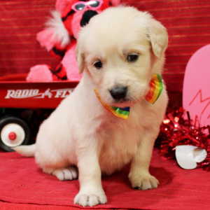 Goldendoodle Puppy Merlin