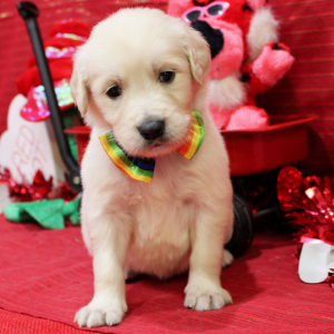 Goldendoodle Puppy Merlin