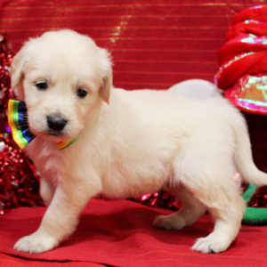 Goldendoodle Puppy Merlin