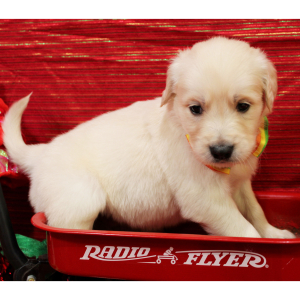 Goldendoodle Puppy Merlin